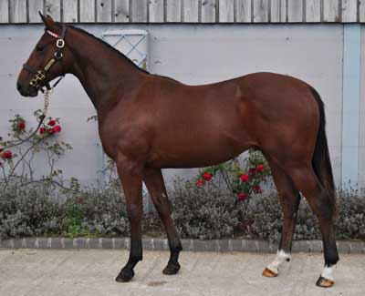 Lot 4 Dr Fong x Vayena